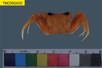 藏品(斯氏沙蟹)的圖片